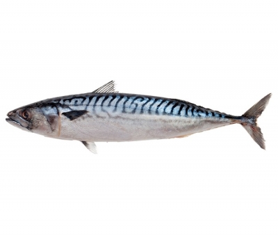 Mackerel Blue Whole 1kg