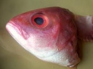 Fish Heads 500g