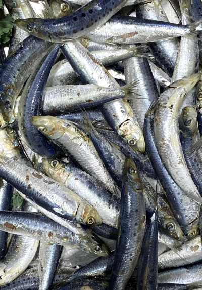 Sardines Whole 500g