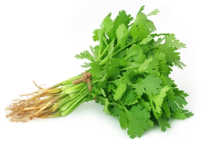 Organic Coriander Bunch