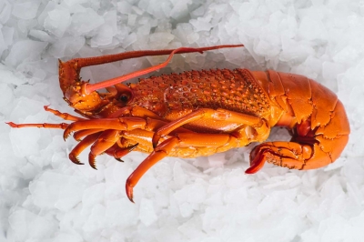 South Australian Rock Lobster Cooked Whole 1kg