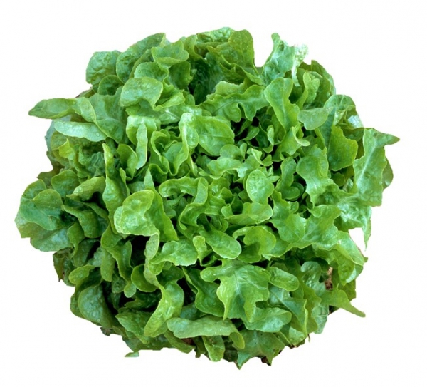 Adelaide Hydro Fresh Gourmet Lettuce Each