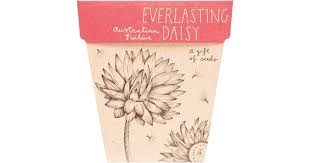 Sow 'n Sow Gift Of Seeds Everlasting Daisy