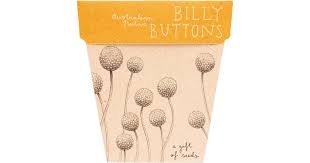 Sow 'n Sow Gift Of Seeds Billy Buttons